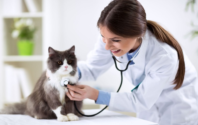 آخرین تراز قبولی دامپزشکی سهمیه بسیج فعال تکمیل ظرفیت دانشگاه آزاد 97