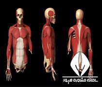 حدنصاب و تراز قبولی دعوت به مصاحبه آزمون دکتری آناتومی و جنین شناسی مقایسه ای دانشگاه آزاد