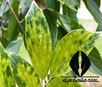 حدنصاب و تراز قبولی دعوت به مصاحبه آزمون دکتری بیماری شناسی گیاهی دانشگاه آزاد